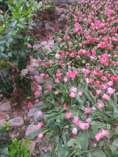 عکس بوستان باغ ایرانی