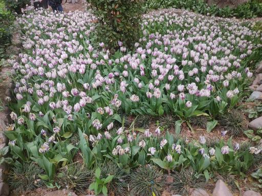 عکس بوستان باغ ایرانی