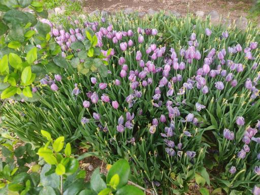 عکس بوستان باغ ایرانی