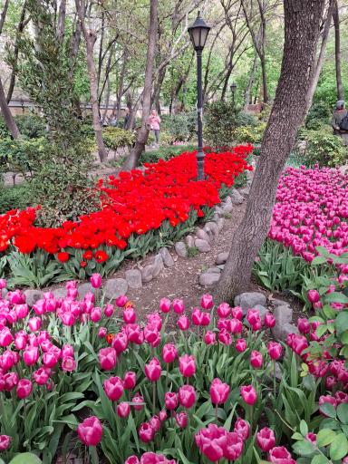 عکس بوستان باغ ایرانی