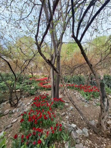 عکس بوستان باغ ایرانی