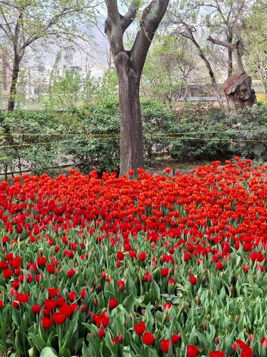 عکس بوستان باغ ایرانی