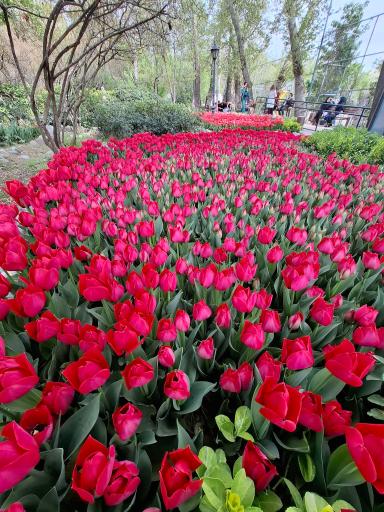 عکس بوستان باغ ایرانی