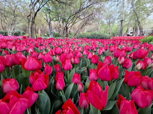 عکس بوستان باغ ایرانی