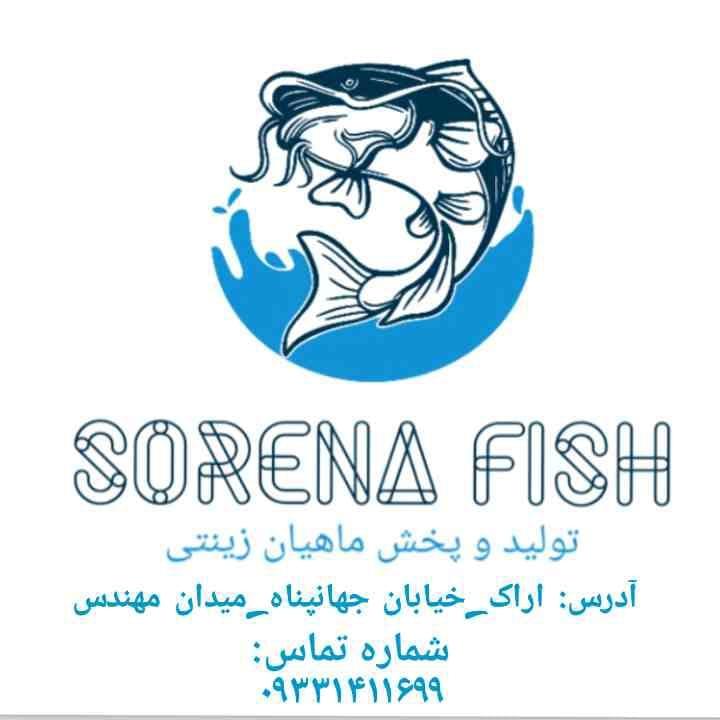 عکس سالن پرورش ماهیان زینتی سورنا فیش