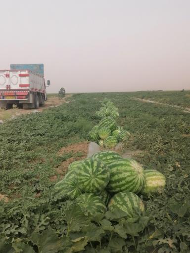 عکس مشهد ریزه