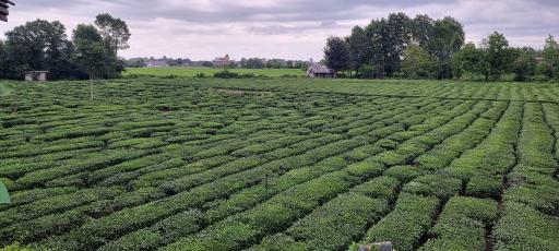 عکس کافه گیلیاد