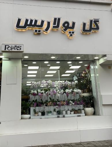 عکس گل پولاریس