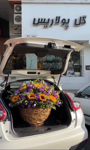 عکس گل پولاریس