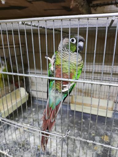 عکس پرنده سرای پوریا