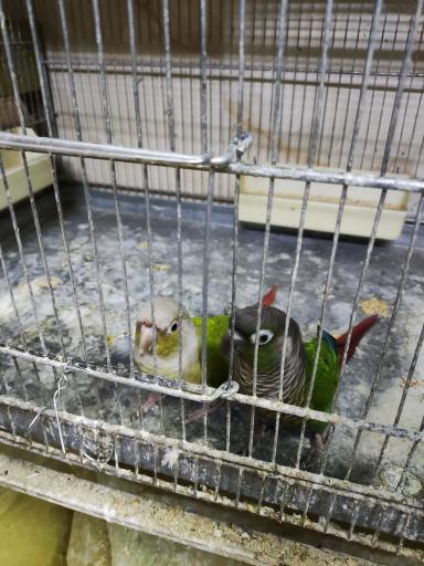 عکس پرنده سرای پوریا