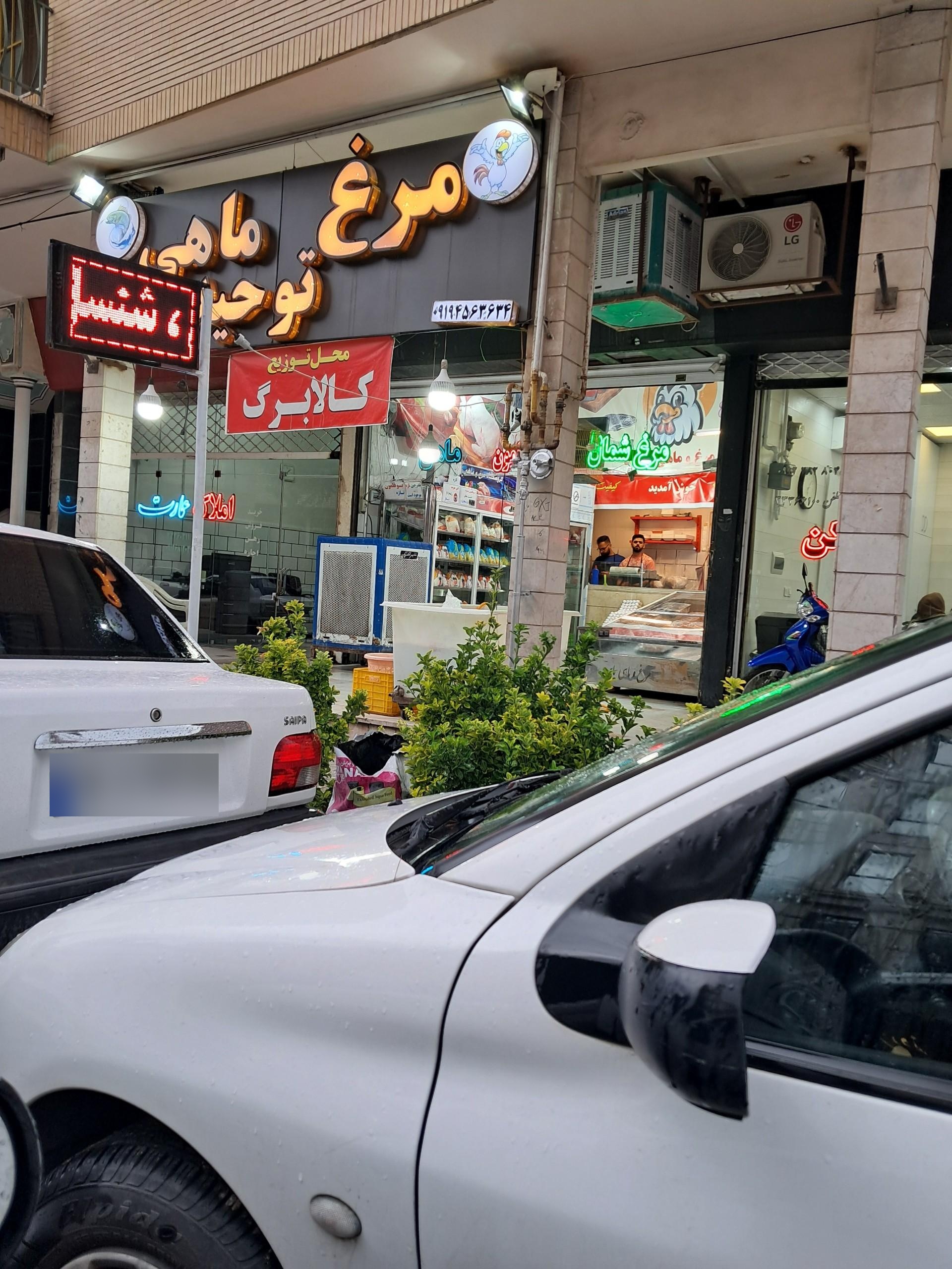 عکس مرغ و ماهی توحید