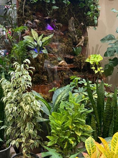 عکس گل فروشی لاله