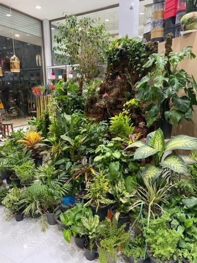 عکس گل فروشی لاله