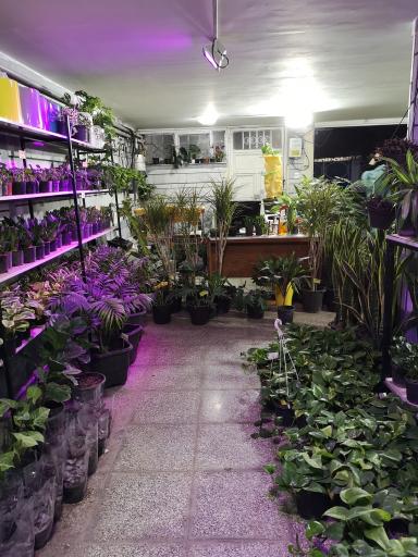 عکس کافه گلخونه