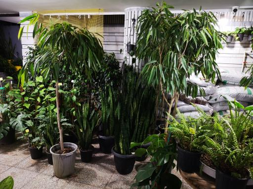 عکس کافه گلخونه