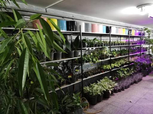 عکس کافه گلخونه