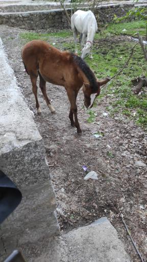 عکس پارک کمربسته