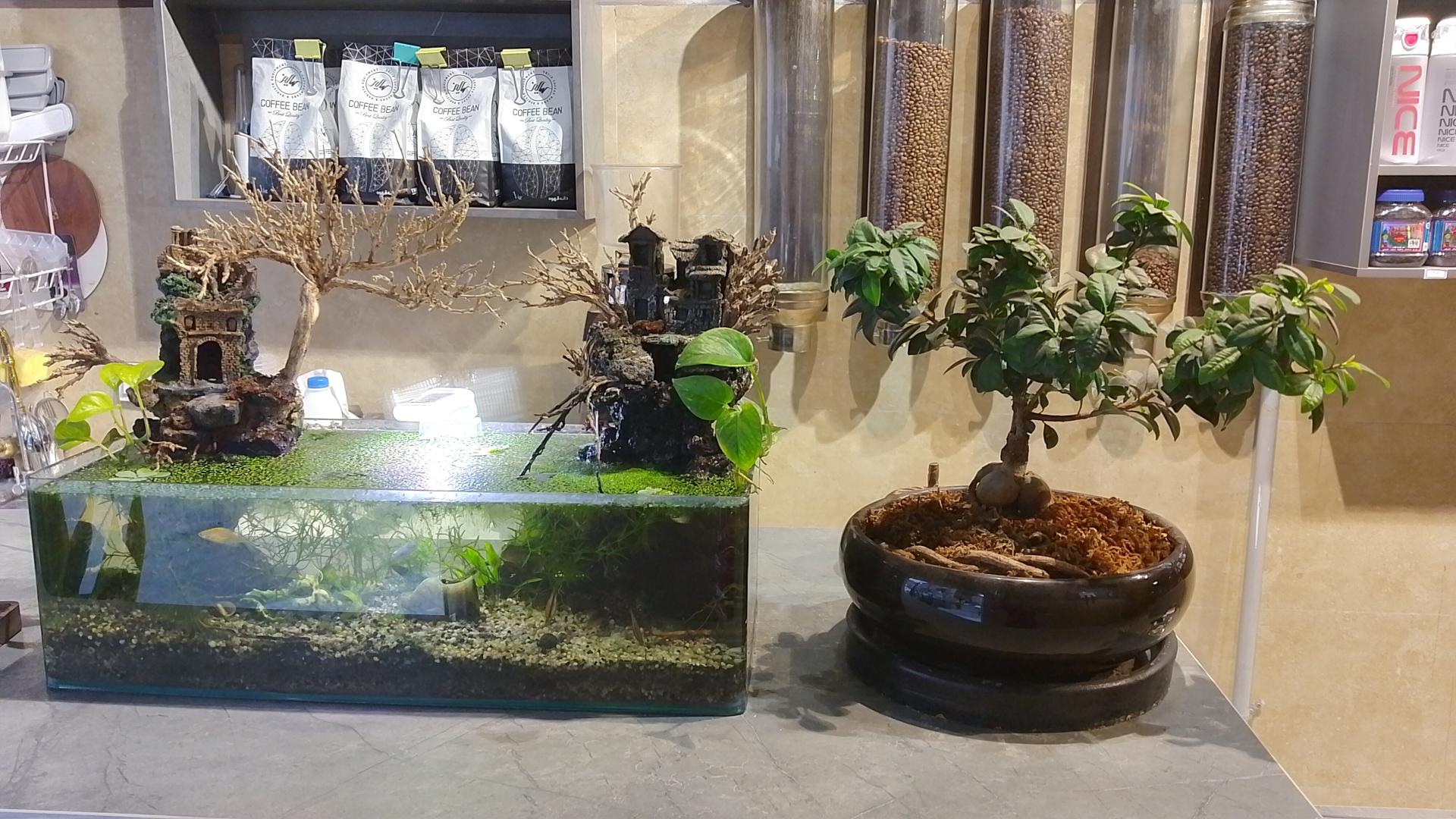 عکس قهوه و تجهیزات کندو