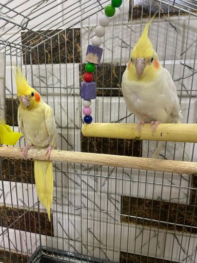 عکس پرنده سرای طوطیا 