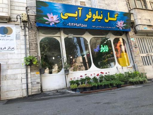 گل نیلوفر آبی