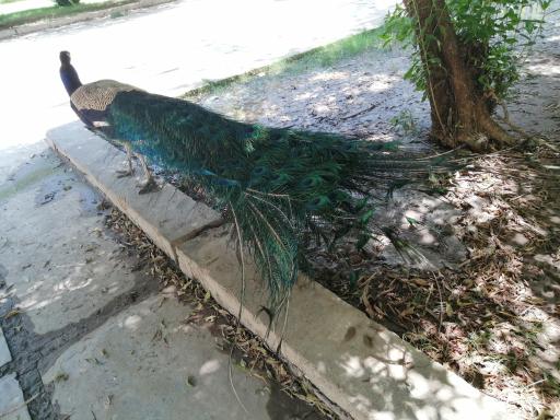 عکس ساختمان مرکزی دانشگاه شهید چمران اهواز