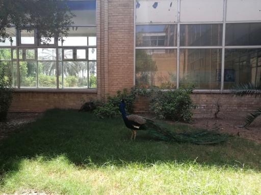 عکس ساختمان مرکزی دانشگاه شهید چمران اهواز