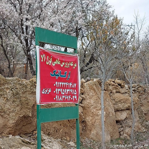 عکس پرورش ماهی قزل عزیزی