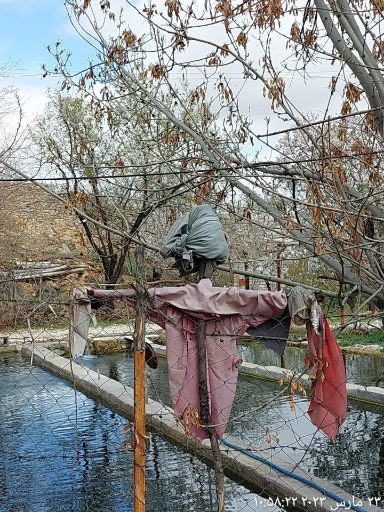 عکس پرورش ماهی قزل عزیزی