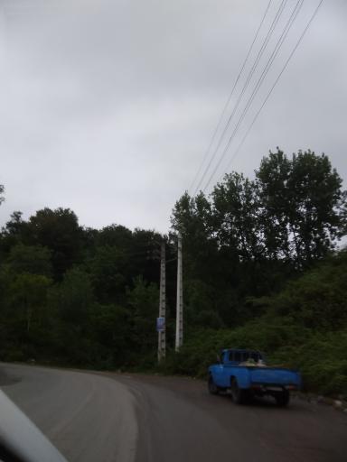 عکس جنگل بلوط