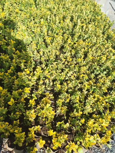 عکس مجتمع گلخانه ای آنیس