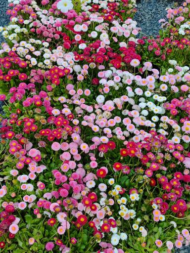 عکس مجتمع گلخانه ای آنیس