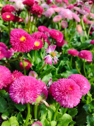 مجتمع گلخانه ای آنیس