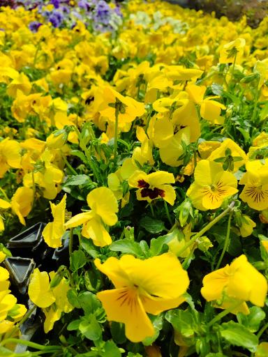 مجتمع گلخانه ای آنیس