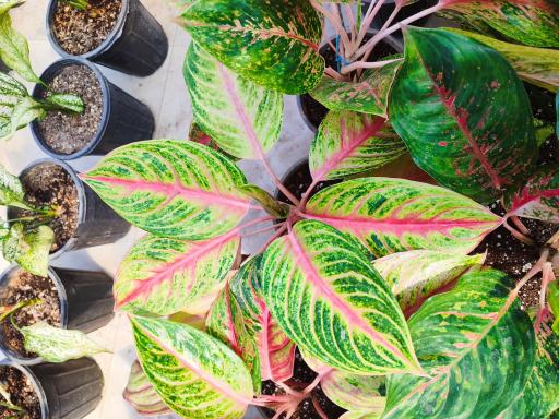 مجتمع گلخانه ای آنیس