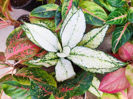 مجتمع گلخانه ای آنیس