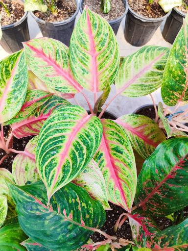 مجتمع گلخانه ای آنیس