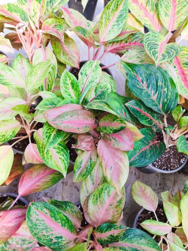 عکس مجتمع گلخانه ای آنیس