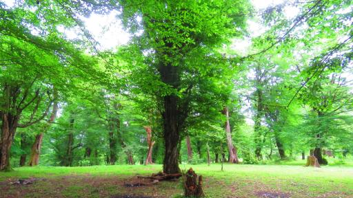 عکس جنگل بلوط