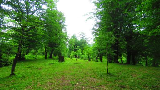 عکس جنگل بلوط