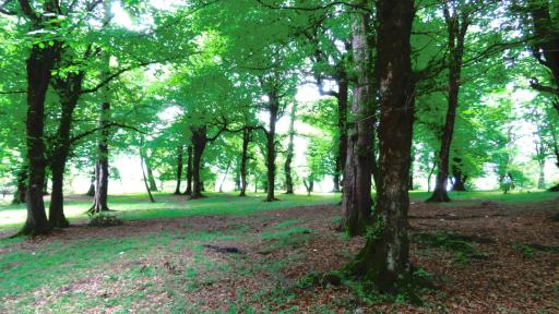 عکس جنگل بلوط