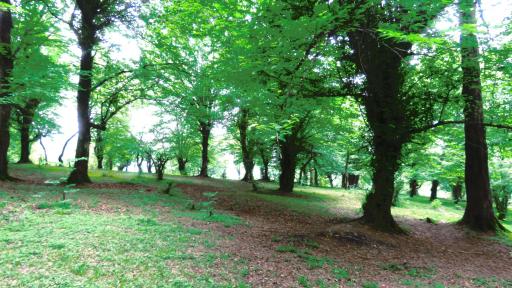 عکس جنگل بلوط