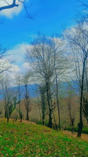 عکس جنگل بلوط