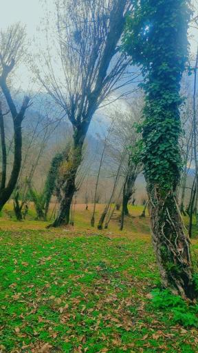 عکس جنگل بلوط