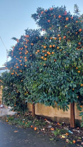 عکس کلوده