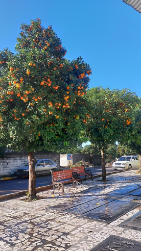 عکس کلوده