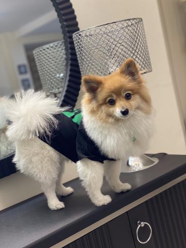 عکس آرایشگاه حیوانات خانگی چیکو پت