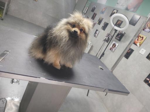 عکس آرایشگاه حیوانات خانگی چیکو پت