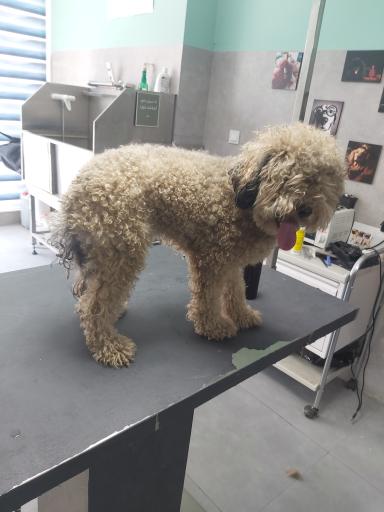 عکس آرایشگاه حیوانات خانگی چیکو پت