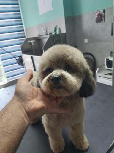 عکس آرایشگاه حیوانات خانگی چیکو پت